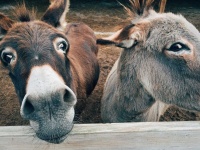 image of donkey #35