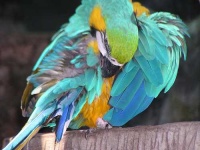 image of macaw