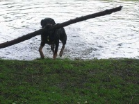 image of border_terrier