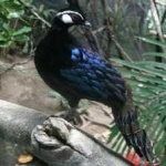 image of bird