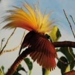 image of bird