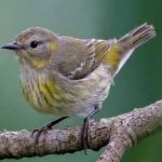 image of bird