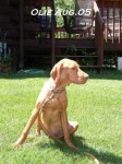 image of vizsla