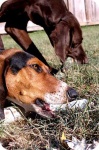 image of walker_hound