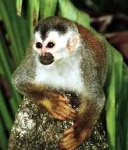 image of titi