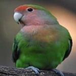 image of bird