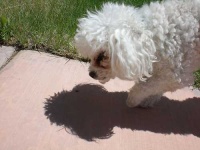 image of toy_poodle