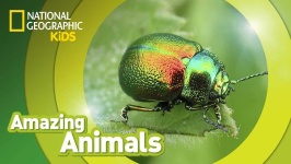 image of animal