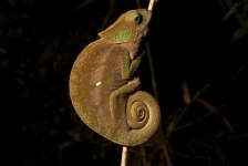 image of animal