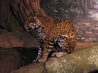 image of jaguar_car