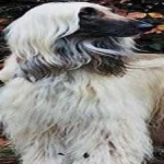 image of animal