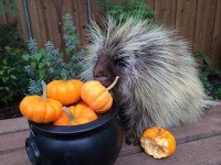 image of teddy_bear