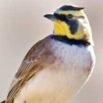 image of bird