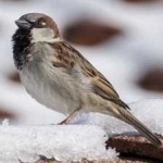 image of bird