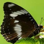 image of animal