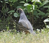 image of quail #8