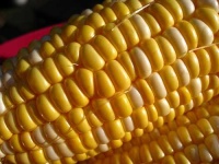 image of ear_corn #29