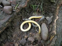 image of ringneck_snake