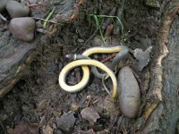 image of ringneck_snake #30