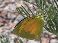 image of sulphur_butterfly #18