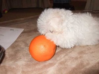 image of maltese_dog