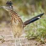 image of bird