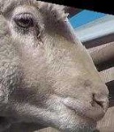 image of animal