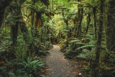 image of rainforest