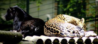 image of jaguar_car