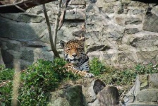 image of jaguar_car