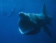 image of ocean
