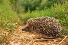 image of hedgehog