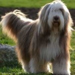 image of bearded_collie #3