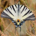 image of animal