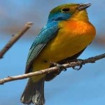 image of bird