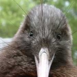image of bird_kiwi #8