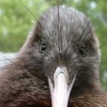 image of bird