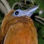 image of bird