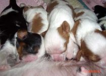 image of blenheim_spaniel