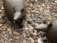image of armadillo