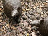 image of armadillo #12