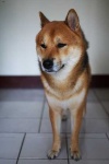 image of shiba_inu #14