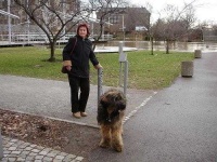 image of briard