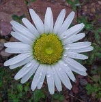 image of flower