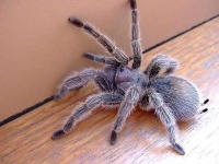 image of tarantula