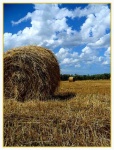 image of hay