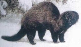 image of mink