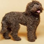 image of animal