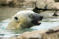 image of animal