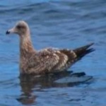 image of bird